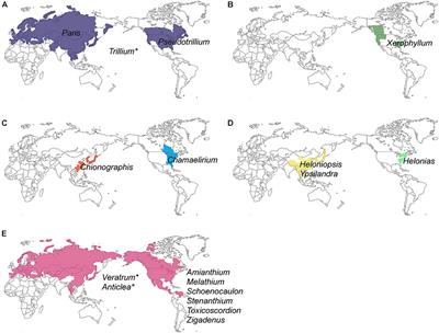 Historical Biogeography of Melanthiaceae: A Case of Out-of-North America Through the Bering Land Bridge